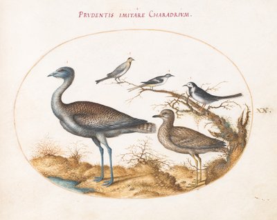 プレート 20: 千鳥と他の 4 羽の鳥 作： Joris Hoefnagel