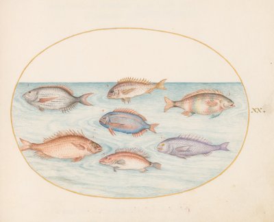 プレート 20: 鯛、デンテックス、サルゴ、およびその他の魚 作： Joris Hoefnagel