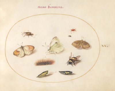 プレート 20: 蝶 3 匹、毛虫 1 匹、ハチ 1 匹、蛹 2 匹、ゾウムシ 3 匹 作： Joris Hoefnagel