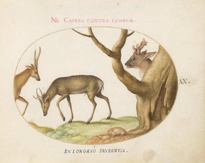 Plate 20: 3種類の雄鹿とヤマネ(?) 作： Joris Hoefnagel