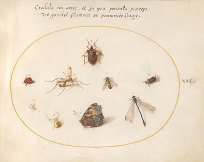 プレート 21: 蝶とトンボ、てんとう虫、その他 5 匹の昆虫 作： Joris Hoefnagel