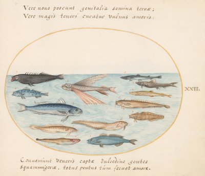 プレート22：ボラ、トビウオ、ウナギ、その他の魚 作： Joris Hoefnagel