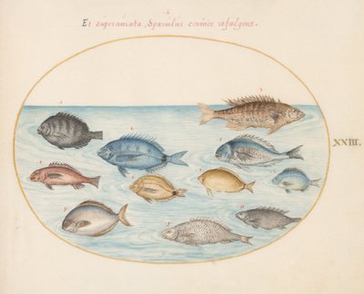 プレート23：鯛（？）とその他の魚 作： Joris Hoefnagel