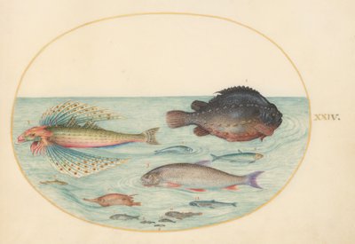 プレート 24: 空飛ぶツバメホウボウ、オスのコブシギ、コガネグモ、その他の魚 作： Joris Hoefnagel