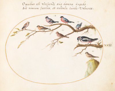 プレート 25: アカゲラ、ウソ、スズメ、その他の鳥 作： Joris Hoefnagel