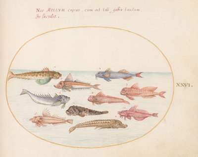 プレート 26:ホウボウ、ドラゴネット、およびその他の魚 作： Joris Hoefnagel