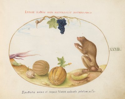 プレート 28: 果物とカタツムリを添えた「タルタリン」 (Barbary Macaque?) 作： Joris Hoefnagel