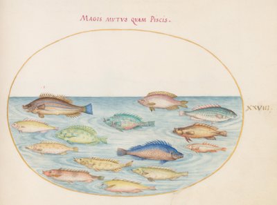 図版28：タイ(?)とその他の魚 作： ヨリス・ヘフナーゲル