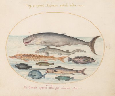 プレート 2: マッコウクジラ、チョウザメ、サメ、その他の魚 作： Joris Hoefnagel
