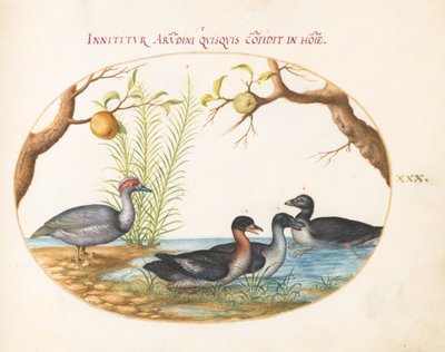 プレート 30: タイケン(?) アヒル、4 本足のアヒル、その他 2 羽の鳥 作： Joris Hoefnagel