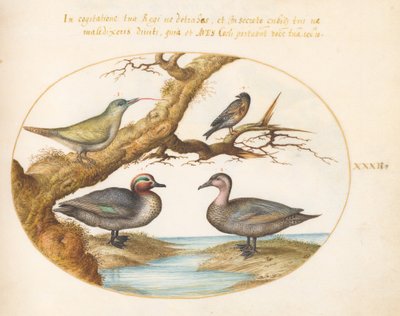 プレート 32: アオコガモ、アオゲラの幼鳥、およびその他の 2 羽の鳥 作： Joris Hoefnagel