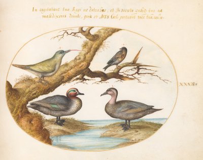 図版32：アメリカコガモ、若いヨーロッパアオゲラ、その他の2羽の鳥 作： ヨリス・ヘフナーゲル