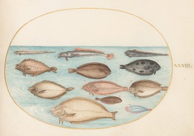 Plate 33: ヒラメとカレイとカレイ(?) 作： Joris Hoefnagel