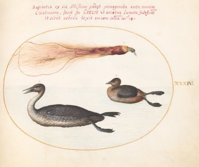 Plate 34: 極楽鳥とカササギ(?)とカイツブリ(?) 作： Joris Hoefnagel