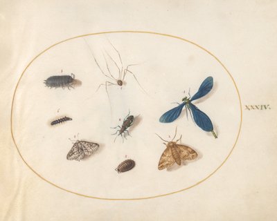 プレート 34: 2 匹の蛾とクモ、毛虫、その他 4 匹の昆虫 作： Joris Hoefnagel