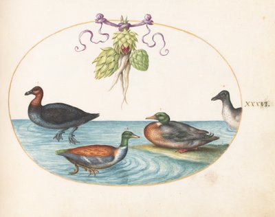 プレート 36: アーティ チョークを持つ赤胸のアイサ、ハシビロコウ、その他 2 羽の水鳥 作： Joris Hoefnagel