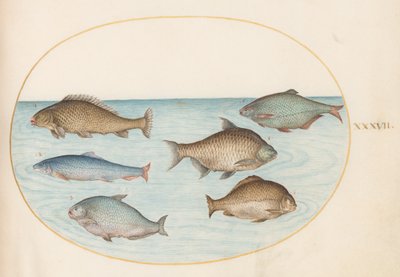 プレート 37: コイを含む 6 匹の魚 作： Joris Hoefnagel
