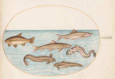プレート 38: バーボット、ロックリング、その他の魚 作： Joris Hoefnagel
