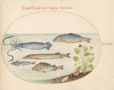プレート 39: イカ、ホウボウ、パイク、その他の魚 作： Joris Hoefnagel