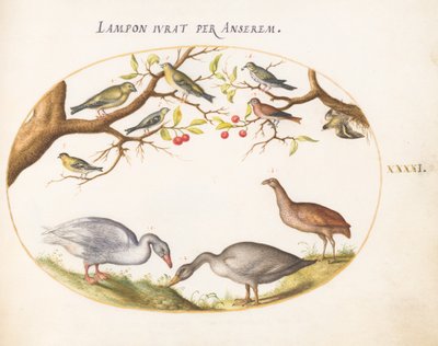プレート 41: 桜の木に鳴き鳥がいる 2 つの灰色のガチョウ 作： Joris Hoefnagel