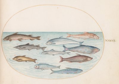 図版41：コレゴヌス科の魚(?)とその他の魚 作： ヨリス・ヘフナーゲル