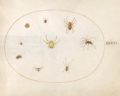 プレート 41: 8 つのクモに囲まれた黄色いクモ 作： Joris Hoefnagel