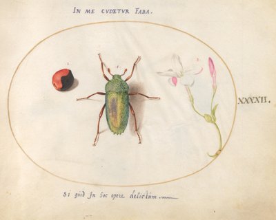 Plate 42: タマムシと植物のこぶ(?)と花 作： Joris Hoefnagel