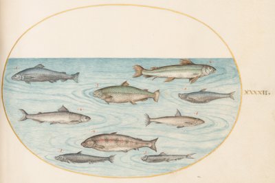 プレート 42: 9 匹の魚 作： Joris Hoefnagel