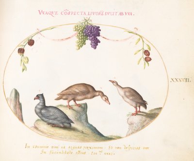 プレート 42: 3 番目の鳥とぶら下がっているブドウを持つ 2 つの灰色のガチョウ 作： Joris Hoefnagel