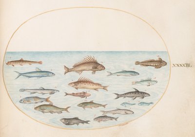 プレート 43: 15 匹の魚 作： Joris Hoefnagel
