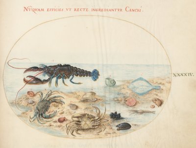 プレート 44: ロブスター、2 匹のカニ、ホタテの貝殻、その他の海洋生物 作： Joris Hoefnagel