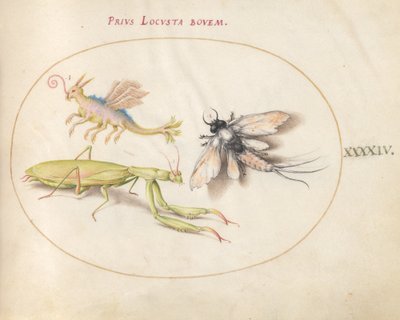 プレート 44: カマキリとカゲロウと架空の昆虫 作： Joris Hoefnagel