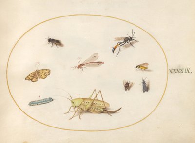 プレート 49: バッタ、毛虫、蝶、蛾、その他の昆虫 作： Joris Hoefnagel