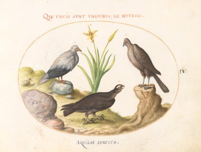 プレート 4: エジプシャン ハゲワシ、オオタカ (?)、および「Aquila Heteropode」 (短いつま先のワシ?) 作： Joris Hoefnagel