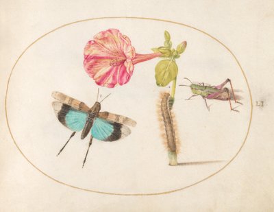 プレート 51: 4 時の花のあるバッタと毛虫 作： Joris Hoefnagel