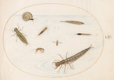 プレート 55: カタツムリを含む水生昆虫と無脊椎動物 作： Joris Hoefnagel