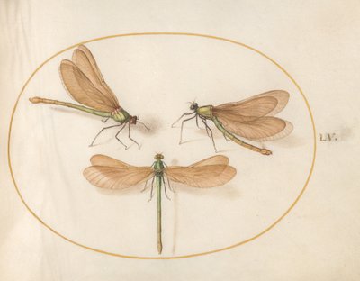 プレート 55: 茶色の翼を持つ 3 つの緑のトンボ 作： Joris Hoefnagel