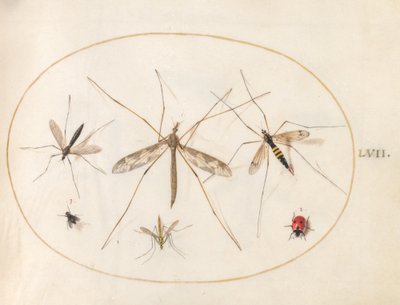 プレート 57: てんとう虫、ハエ、その他 4 匹の昆虫 作： Joris Hoefnagel
