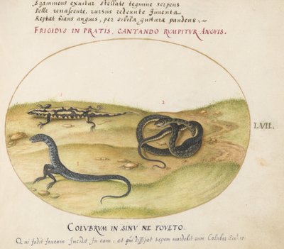 プレート 57: ヘビ、ファイアサラマンダー、2 本足のヘビのような生き物 作： Joris Hoefnagel