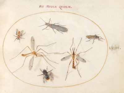 プレート 58: ハチと他の 5 匹の昆虫 作： Joris Hoefnagel