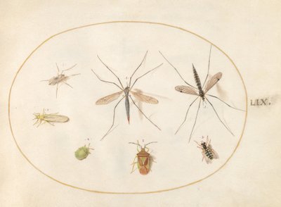 プレート 59: サンザシ シールド バグ、ツル ハナアブ、ハナアブを含む 7 つの昆虫 作： Joris Hoefnagel