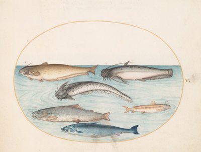 プレート 5: ナマズ 3 匹、サーモン 1 匹、その他の魚 2 匹 作： Joris Hoefnagel