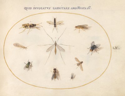 第60図 ハエとその他の昆虫 1575/80年頃 （水彩、ガッシュ、金、ベラム） 作： Joris Hoefnagel