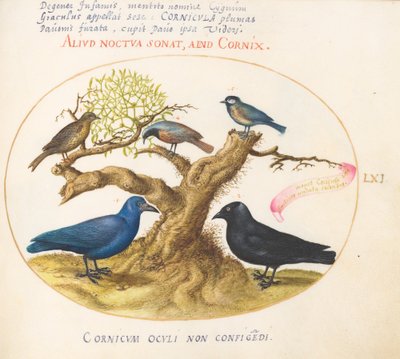 プレート 61: アオカラス(?)、カラス、四十雀またはシジュウカラ、およびその他の鳥 作： Joris Hoefnagel