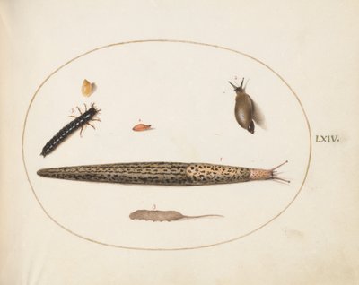 プレート 64: ヒョウナメクジ、オサムシの幼虫、ネズミ尾ウジ、およびその他の生き物 作： Joris Hoefnagel