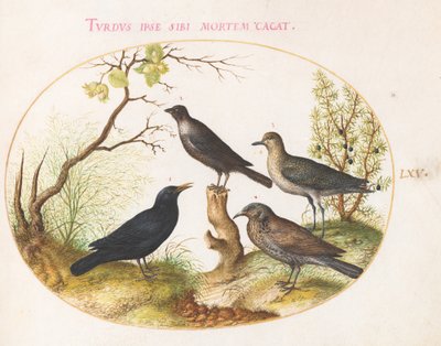 プレート 65: クロウタドリ、ムクドリ (?)、およびその他の鳥 作： Joris Hoefnagel