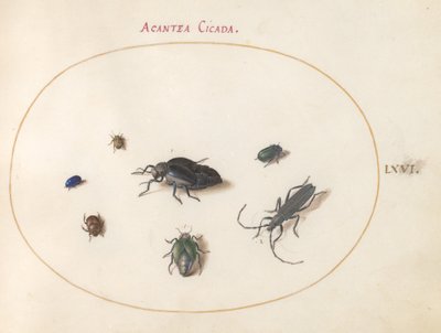 プレート 66: アブラハムシ 2 匹、カミキリムシ 1 匹、その他の昆虫 4 匹 作： Joris Hoefnagel