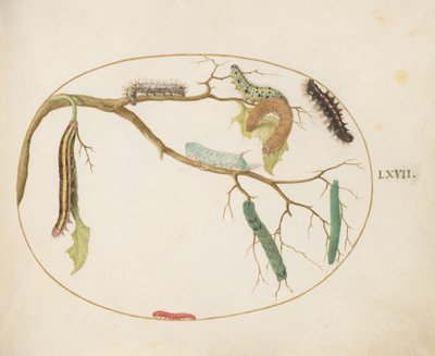 プレート67：大きな白と小さな白い蝶の毛虫、ホーンワームキャタピラー、ほうきcaterpillarなど 作： Joris Hoefnagel