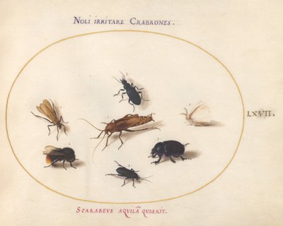 Plate 67: シロチョウとミツバチを含む7つの昆虫 作： Joris Hoefnagel