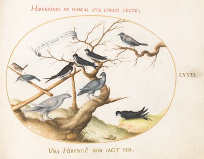 プレート 68: ライチョウ、ツバメ、その他の鳥 作： Joris Hoefnagel